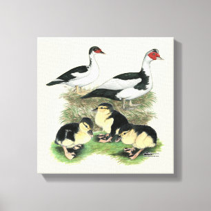 Eenden Zwarte Bonte Muskovy Familie Canvas Afdruk