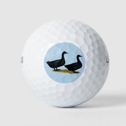 Eenden: Zwarte Cayugas Golfballen (Voorkant)