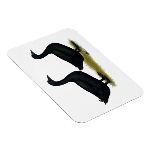 Eenden: Zwarte Cayugas Magneet (Rechterzijde)