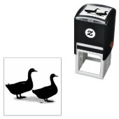 Eenden: Zwarte Cayugas Zelfinktende Stempel (In situ)