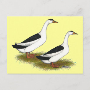 Eenden:  Zwarte Magpies Briefkaart