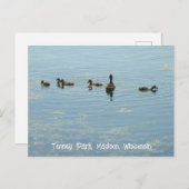 Eenden zwemmen bij Lake Mendota Madison Wisconsin Briefkaart (Voorkant / Achterkant)