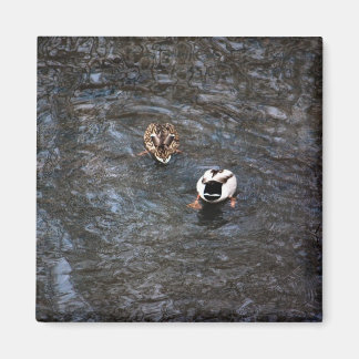 EENDENKONTEN MAGNEET