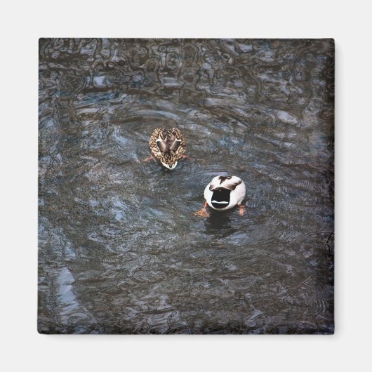 EENDENKONTEN MAGNEET (Voorkant)