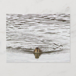 Eendje Foto Ansichtkaart Briefkaart