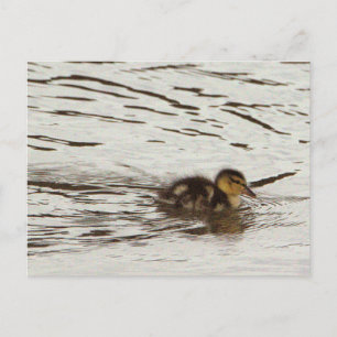 Eendje Foto Ansichtkaart Briefkaart