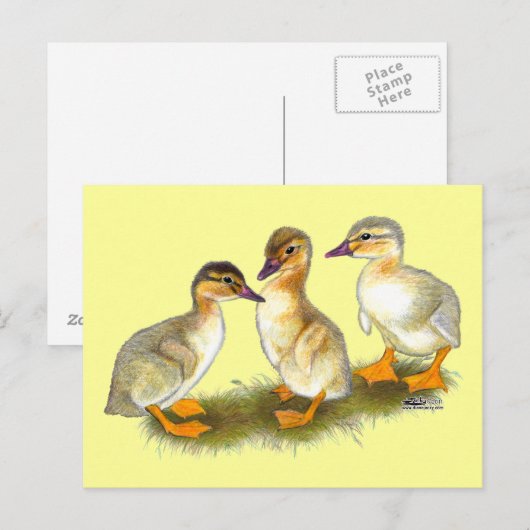 Eendjes: Buff Orpingtons Briefkaart (Voorkant / Achterkant)