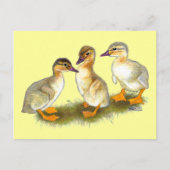 Eendjes: Buff Orpingtons Briefkaart (Voorkant)