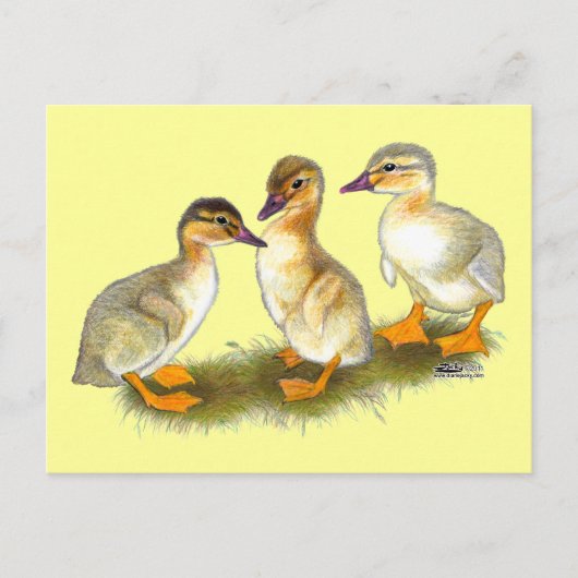 Eendjes: Buff Orpingtons Briefkaart (Voorkant)