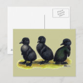 Eendjes Zwarte Cayuga Briefkaart (Voorkant / Achterkant)