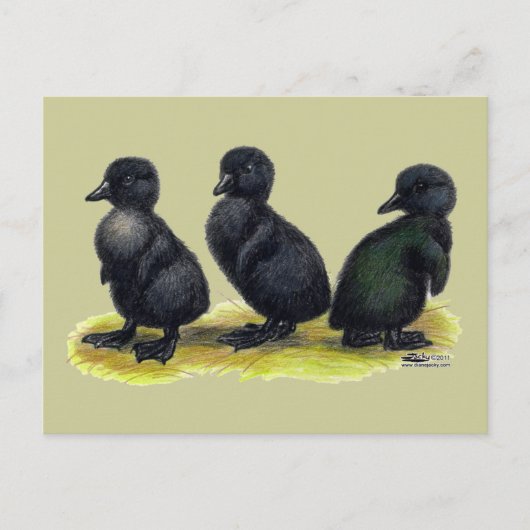 Eendjes Zwarte Cayuga Briefkaart (Voorkant)