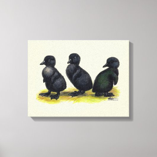 Eendjes Zwarte Cayuga Canvas Afdruk (Voorkant)