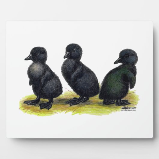 Eendjes Zwarte Cayuga Fotoplaat (Voorkant)