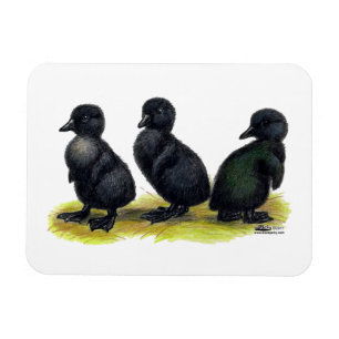 Eendjes Zwarte Cayuga Magneet