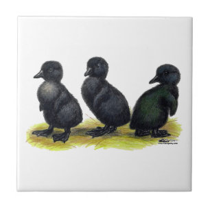 Eendjes Zwarte Cayuga Tegeltje