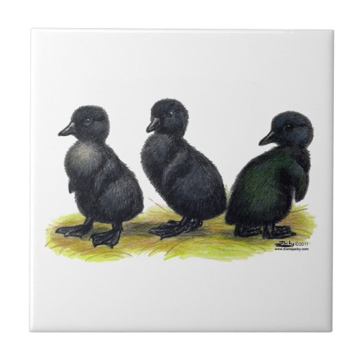 Eendjes Zwarte Cayuga Tegeltje (Voorkant)