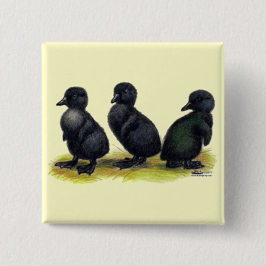 Eendjes Zwarte Cayuga Vierkante Button 5,1 Cm (Voorkant)
