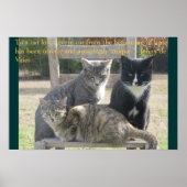 Eenduidige katten poster (Voorkant)