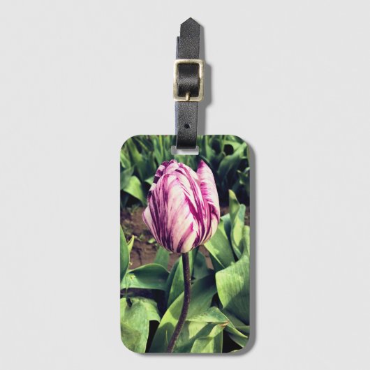 Eenduidige Paarse en witte strepe tulp Bagagelabel (Voorkant (verticaal))