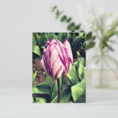 Eenduidige Paarse en witte strepe tulp Briefkaart (Staand voorkant)