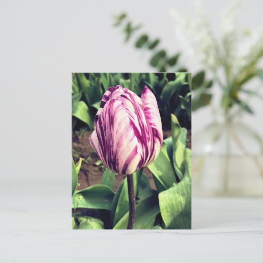 Eenduidige Paarse en witte strepe tulp Briefkaart (Staand voorkant)