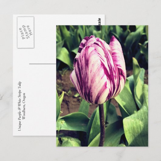 Eenduidige Paarse en witte strepe tulp Briefkaart (Voorkant / Achterkant)