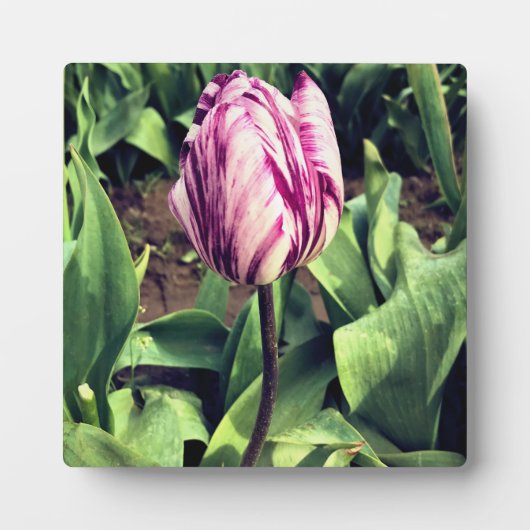 Eenduidige Paarse en witte strepe tulp Fotoplaat (Voorkant)