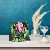 Eenduidige Paarse en witte strepe tulp Fotoplaat (Insitu)