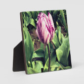 Eenduidige Paarse en witte strepe tulp Fotoplaat (Voorkant)