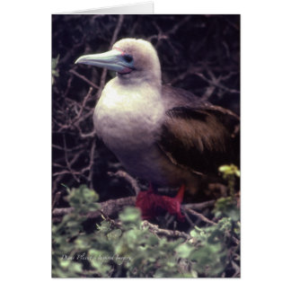 Eenduidige rode vogel