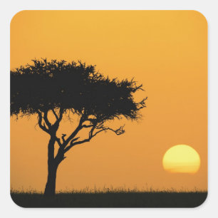 Eénfasige Acacia-boom, gesilhoueteerd bij zonsopg Vierkante Sticker