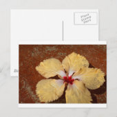 Eengele hibiscus bloem briefkaart (Voorkant / Achterkant)