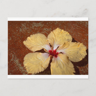 Eengele hibiscus bloem briefkaart