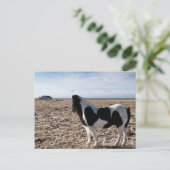 Eenhoevig paard briefkaart (Staand voorkant)