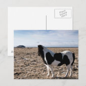 Eenhoevig paard briefkaart (Voorkant / Achterkant)