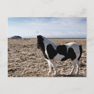 Eenhoevig paard briefkaart