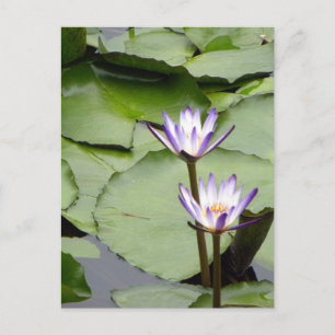 Eenmalige bloei-groeten van One/Lotus Blooms Briefkaart