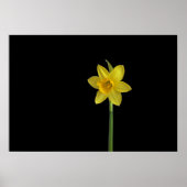 Eénmalige daffodil poster (Voorkant)