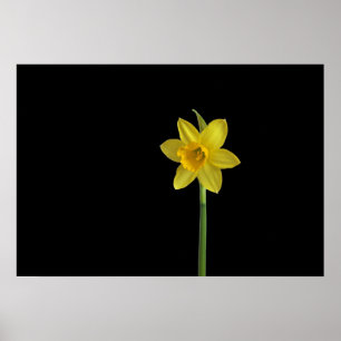 Eénmalige daffodil poster