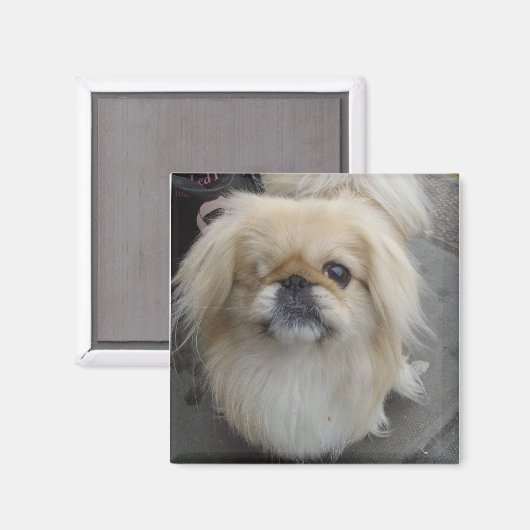 eenogige hond magneet (Voorkant / Achterkant)