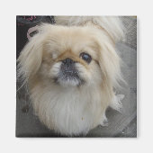 eenogige hond magneet (Voorkant)