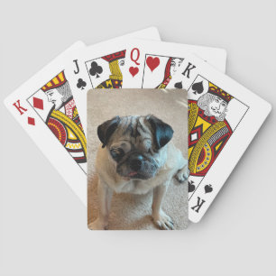 Eenoog kaarten spelende Pug