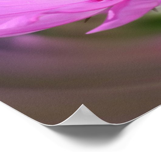 Eénroze kosmos Wilde bloem Poster (Hoek)