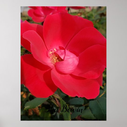 eentonige sleutelbloem poster (Voorkant)