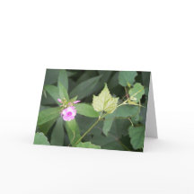 Eenvoud is het Ultimate Sophistication Quote