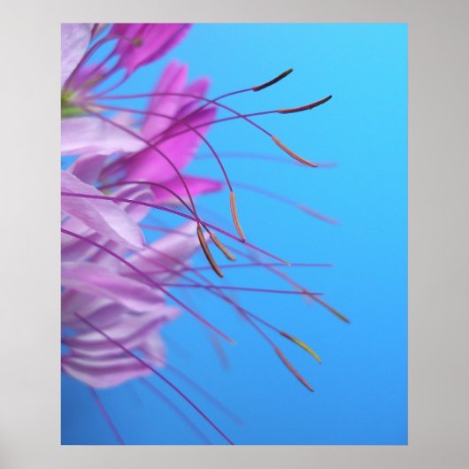 Eenvoud van pasta's poster (Voorkant)