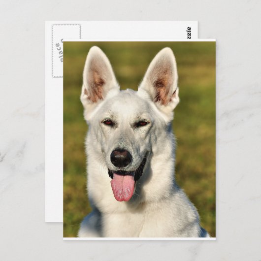 Eenvoudig als de wolf briefkaart (Voorkant / Achterkant)