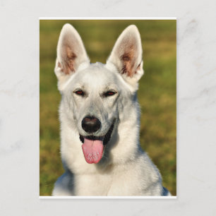 Eenvoudig als de wolf briefkaart