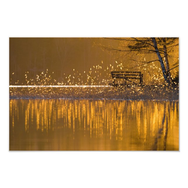 Eenvoudig bij het meer in het gouden licht foto afdruk (Voorkant)
