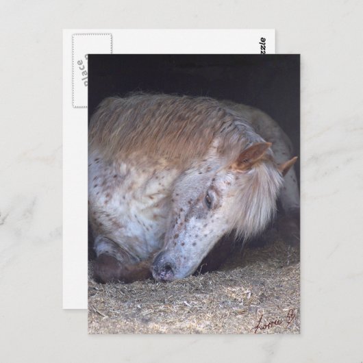 Eenvoudig Briefkaart (Voorkant / Achterkant)